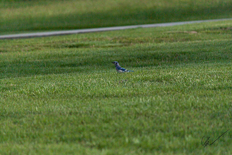 Blue Jay Grazing