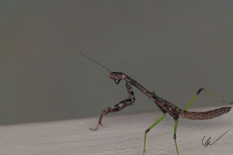 A praying mantis looking at the camera
