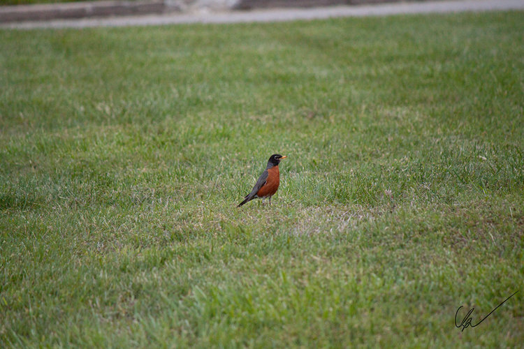 Robin Grazing