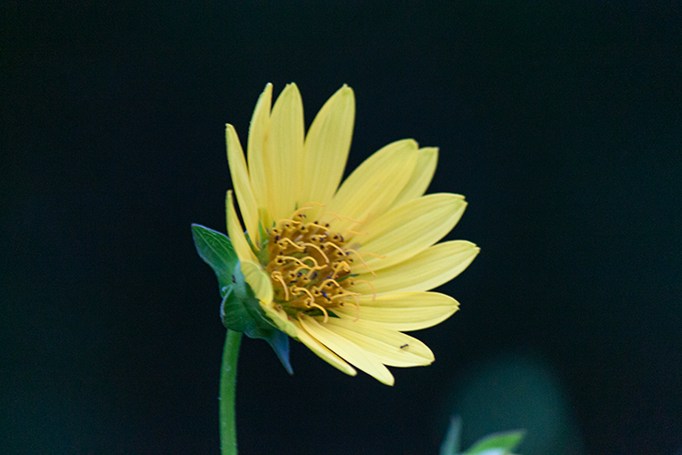 A flower in a park